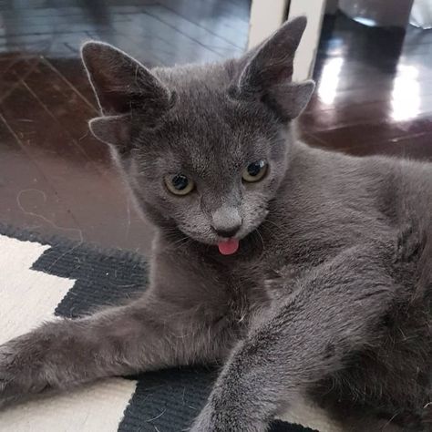 Midas the Four-Eared Kitten is an Instagram Star | PetaPixel Russian Blue Kitten, Best Cat Breeds, Beautiful Cats Pictures, Kitten Rescue, Beautiful Cat Breeds, Most Beautiful Cat Breeds, Animal Ears, Silly Cats, Buy A Cat