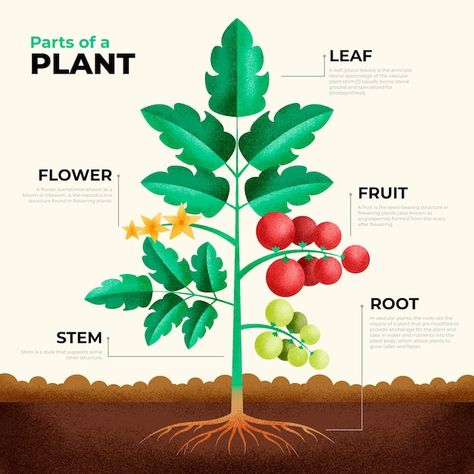 Geometric infographic of plant parts | Free Vector #Freepik #freevector #flowers-plants #nature-infographic #plant #plant-leaves Plant Parts, Christmas Party Poster, Comic Frame, Mood Board Template, Baby Play Activities, Planting Shrubs, Plant A Tree, Vascular Plant, Sustainable Garden