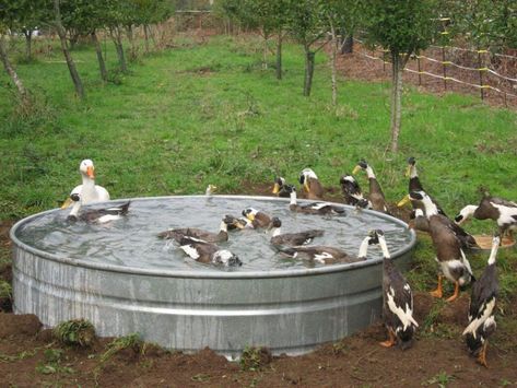 Go for a Large Galvanized Tank Backyard Duck Pond, Duck Pond Ideas, Duck Enclosure, Reban Ayam, Duck Pens, Ducks And Geese, Backyard Ducks, Duck Coop, Duck Farming