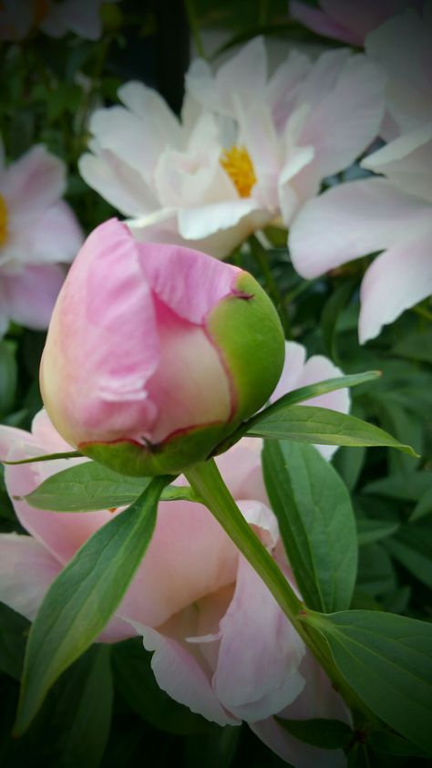 Peony Buds, Peony Bud, 강아지 그림, Flower Sketches, Flower Landscape, Watercolor Flowers Paintings, Beauty Queen, Beautiful Flowers Pictures, Flower Art Painting