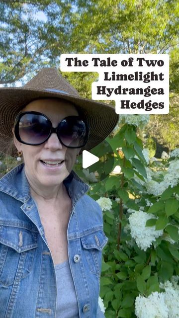 All the Gardening Things on Instagram: "Two limelight hedges, two sun zones - one sunny, one shady.  Look at the difference!!" Limelight Hydrangea Hedge, Hydrangea Hedge, Limelight Hydrangea, Zone 7, Hedges, Hydrangea, Sunnies, Look At, Sun