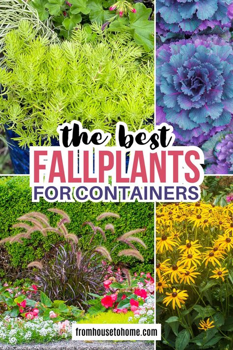 The Best Fall Plants For Containers | Gardens Fall Planter Boxes, Fall Planting Perennials, Autumn Planters, Plants For Containers, Fall Container Plants, Liriope Muscari, Fall Container Gardens, Spring Planter, Ornamental Kale