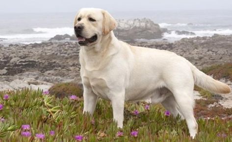 American Labrador, Chien Yorkshire Terrier, Loyal Dog Breeds, English Labrador, Yellow Labrador Retriever, Labrador Retriever Puppies, Most Popular Dog Breeds, Popular Dog Breeds, Yellow Labrador