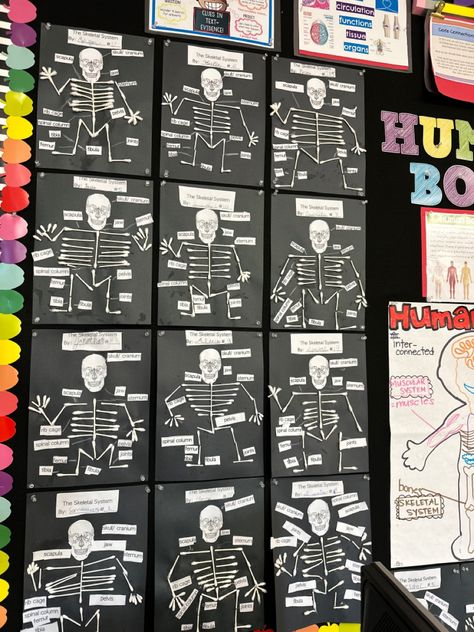 Focus Wall Ideas, Core Knowledge, Spinal Column, Focus Wall, Skeletal System, Skeletal, Wall Ideas, 3rd Grade, Language Arts