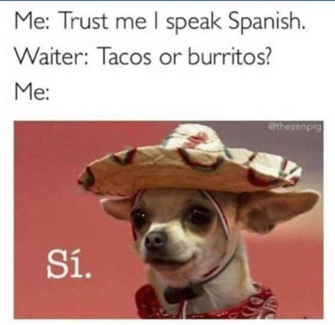 😂😂 Bilingual Humor, Funny Chihuahua Pictures, Funny Profile Pictures, How To Speak Spanish, Meme Pictures, Reaction Pictures, Dog Pictures, Funny Images, Floppy Hat