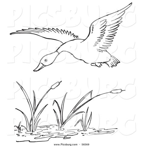 Printable Black and White Art | Clip Art of a Duck Flying over a Pond - Black and White Line Art by ... Duck Flying, Flying Duck, Duck Drawing, Wood Burning Stencils, Printable Black And White, Black And White Line Art, Parrots Art, White Line Art, Scroll Saw Patterns Free