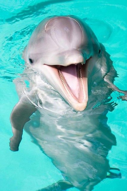 A Dolphin, Swimming, Water