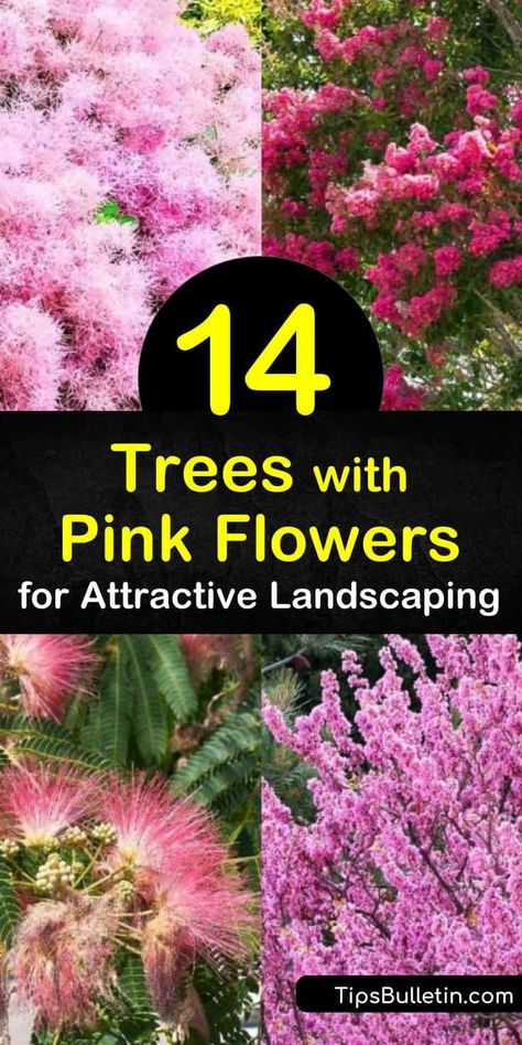 Discover how to create a stunningly pink landscape with flowering trees. Enjoy a yard filled with early spring pink blooms and fall color by planting Eastern redbud, crabapple, dogwood, magnolia, and trees from the prunus genus. #trees #pink #flowers Trees With Pink Flowers Spring Blossom, Stellar Pink Dogwood Tree, Trees With Pink Flowers, Jane Magnolia Tree, Tree With Pink Flowers, Pink Flower Tree, Pink Dogwood Tree, Beginners Gardening, Cottage Landscape