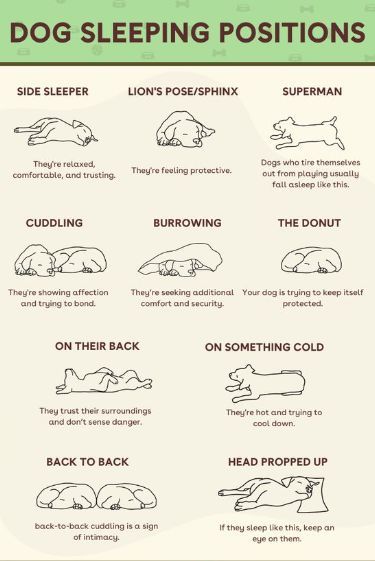 Sleeping On Your Left Side, Dog Feelings Chart, Dog Positions Meaning, Dog Sleeping Positions Meaning, Cat Sleeping Positions Meaning, Dog Owner Tips, Dog Sleeping Positions, Dog Chart, Friend Advice