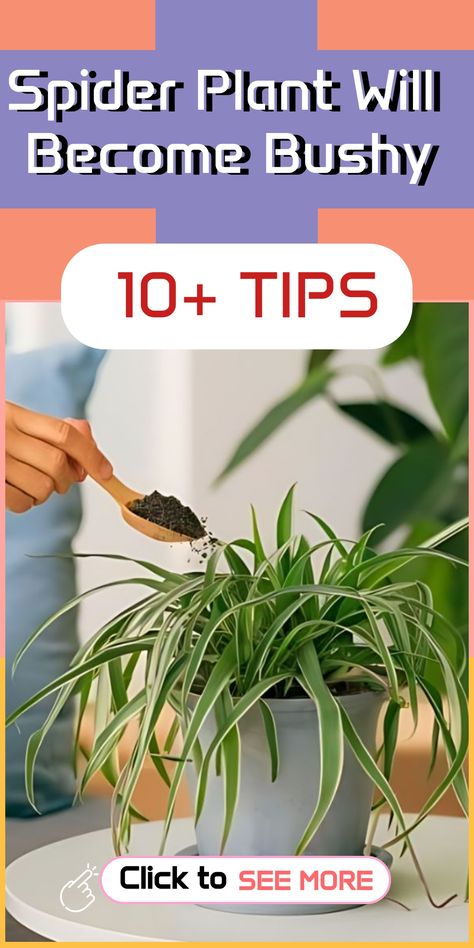 Improve the fullness of your Spider Plant by locating it in bright, indirect light and rotating it frequently for balanced exposure. Boost bushiness by trimming back leggy or yellowing leaves to promote new growth. Remember to fertilize the plant occasionally to support its overall health and vigor. Effortlessly enhance your Spider Plant's appearance with these simple care tips. Spider Plant Brown Tips, Mini Rock Garden, How To Make Spiders, Spider Plant Care, Rock Pathway, Fall Landscaping, Mailbox Landscaping, Tiered Planter, Benefits Of Gardening