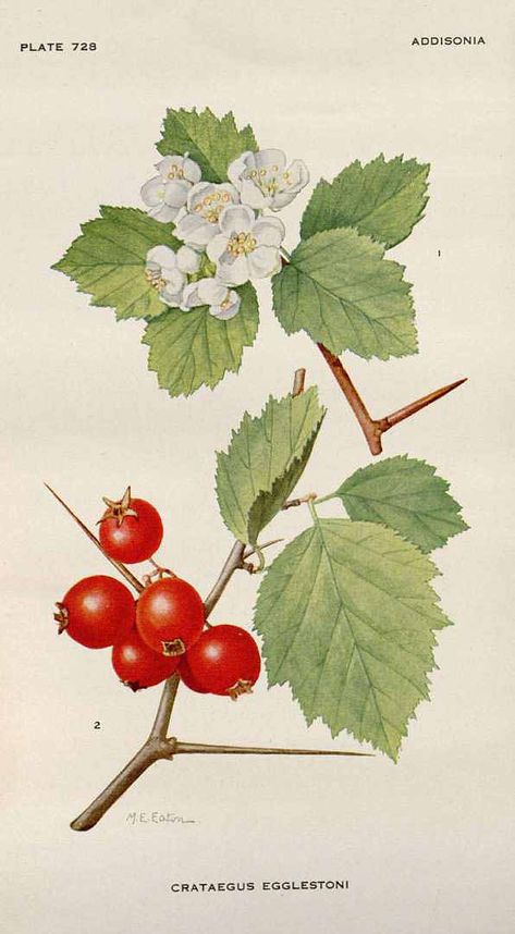 no HD illustration available(4) Hawthorn Botanical Illustration, Hd Illustration, Mushrooms And Butterflies, Crataegus Monogyna, Botany Illustration, Belly Painting, Kitchen Art Prints, Watercolor Fruit, Botanical Illustration Vintage