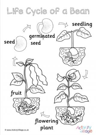 Plant Coloring Pages, Plant Life Cycle Worksheet, Sunflower Life Cycle, Cycle Photo, Plants Worksheets, Activity Village, Maluchy Montessori, Life Cycles Activities, Plant Activities