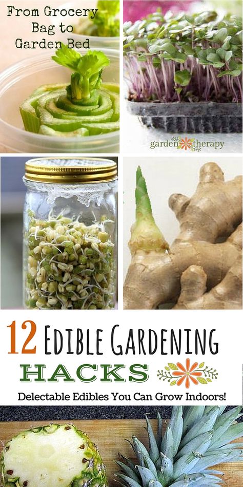 Grow Food Indoors, Garden Diy Decoration Ideas, Growing Food Indoors, Growing Herbs Indoors, Edible Gardening, Salad Box, Grow Food, Gardening Hacks, Plant Projects