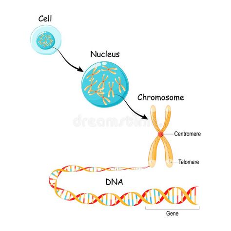 From Gene to DNA and Chromosome in cell structure. genome sequence. Telomere in #Sponsored , #Ad, #Advertisement, #DNA, #cell, #sequence, #Chromosome Chromosome Structure, Dna And Genes, Cells Project, Genetic Variation, Cell Cycle, Human Genome, Theory Of Evolution, Biology Lessons, Cell Structure