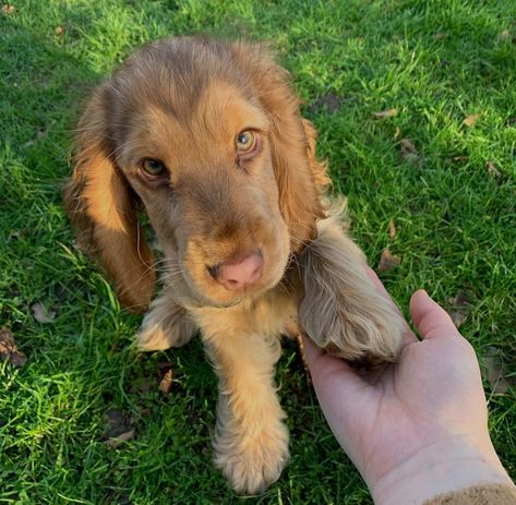 Cocka Spaniel, Cocker Spaniel Aesthetic, Hairless Dog, Cute Dogs Images, Cocker Spaniel Puppies, Cute Dog Photos, Very Cute Dogs, Cocker Spaniel Dog, English Cocker