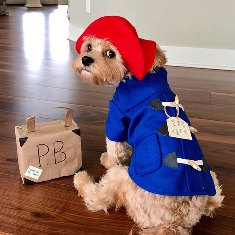 Paddington Bear Jr on Instagram: "Please look after this bear ❤️🐻 I can’t believe Halloween week is already here 🙊 #paddingtonbear" Halloween Week, Bear Names, Paddington Bear, Bear Dog, Dog Costume, Halloween Fun, I Can, Canning, Halloween