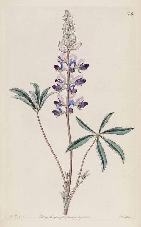 27924 Lupinus lepidus Lindl. / Botanical Register, vol. 14: t. 1149 (1828) [M. Hart THE ONE Lupine Sketch, Blue Lupine, Pineapple Tattoo, Lupine Flowers, Tattoo Now, Sleeve Ideas, Edwardian Art, Mermaid Tattoo, Botanical Tattoo