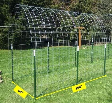 Outdoor Trellis Ideas, Arched Trellis, Cattle Panel Trellis, Panel Trellis, Trellis Diy, Diy Backyard Fence, Garden Archway, Wire Trellis, Climbing Trellis