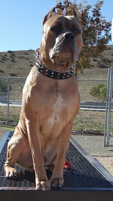 Produced from California Bandog Mastiffs  Available for stud Bandog Dogs, American Bandogge Mastiff, Dog Warrior, Big Pitbull, Best Friend For Life, Mastiff Breeds, Bully Breeds Dogs, Dog Behavior Problems, Dog Brain