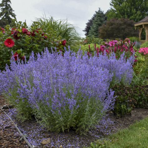 10 Perennials for Bees & Other Pollinators | Proven Winners Proven Winners Perennials, Sage Garden, Russian Sage, Sage Plant, Low Maintenance Landscaping, Blooming Plants, Hardy Plants, Drought Tolerant Plants, Low Maintenance Plants