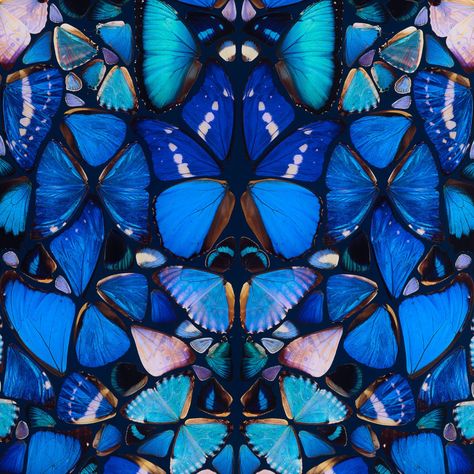 Damien Hirst Art, Damien Hirst Butterfly, Georgia O'keefe Art, Out Of Love, Card Payment, Damien Hirst, Credit Card Payment, Insect Art, Beautiful Wallpapers Backgrounds