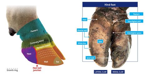 Cow Hooves Drawing, Cow Hoof, Cow Muscle Anatomy, Cloven Hooves, Parts Of Cow Meat, Cow Hooves, Cow, Drawings