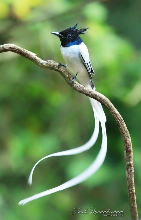 Paradise Flycatcher, Matka Natura, Rare Birds, Airbrush Art, Haiwan Peliharaan, All Birds, Exotic Birds, Pretty Birds, Colorful Birds