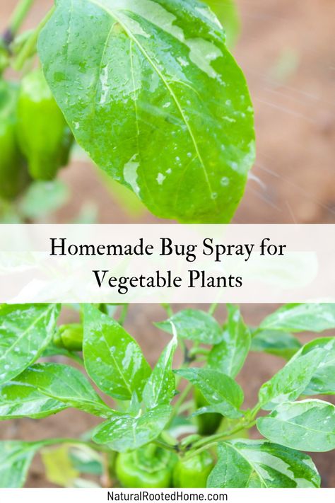 Homemade Bug Spray for Vegetable Plants Diy Bug Spray For Plants, Vegetable Garden Bug Repellent, Homemade Plant Bug Spray, Bug Spray For Vegetable Garden, Bug Spray For Tomato Plants, Aphid Spray Homemade, Natural Bug Spray For Plants, Garden Pest Spray, Organic Bug Spray For Vegetable Garden