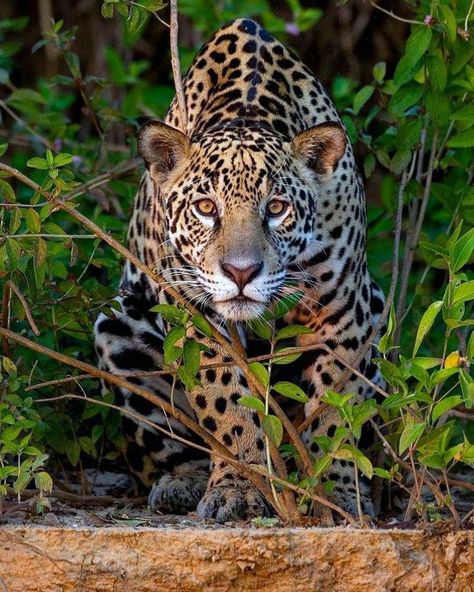 Jaguar, Brazil, photo by Brian Matthews Latin America, Bolivia, Jaguar, Panther, Brazil, Animals