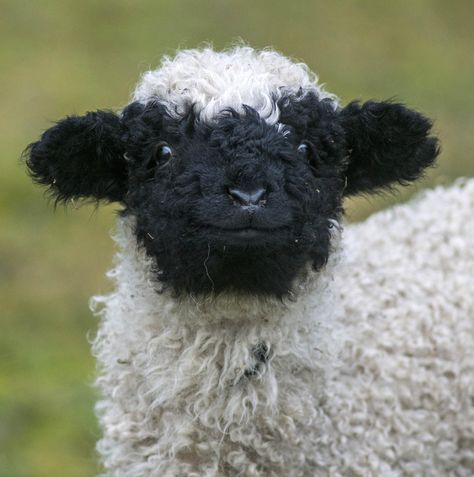 “#CuteAnimalTweetOff No cuteness challenge without #TierparkBerlin - Our Valais Blacknose lamb is throwing in his best smile for round 3!” Blacknose Sheep, Valais Blacknose, Valais Blacknose Sheep, Sheep, Black And White, White, Black