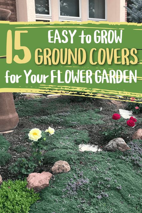 Get ready to level up your flower garden with the best perennial groundcovers! We've got sun-loving gems, shade-sweeping wonders, and all the benefits of groundcover plants to make your garden flourish. We also include essential tips and general warnings to ensure your garden stays low-maintenance! Plants For Patio, Veronica Plant, Groundcover Plants, Gardening Printables, Grass Alternative, Perennial Ground Cover, Plants Under Trees, Sedum Plant, Japanese Plants