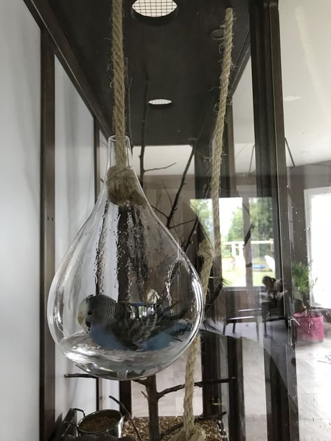 Budgie Bath Cool Parakeet Cages, Pet Bird Cage Decor, Parakeets Cage Ideas, Budgie Cage Ideas Diy, Diy Budgie Cage, Budgie Enclosure, Budgie Room, Parakeet Cage Ideas Diy, Budgie Cage Ideas