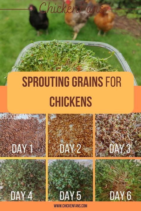 Caring for chickens brings much freedom and flexibility. While prioritizing their safety, health and nutrition, winter season may pose a challenge due to its limited foraging. Here’s where sprouting grains for your flock comes in. Despite seeming complex, it’s quite manageable for smaller flocks and your chickens will love it. Sprouting Chicken Feed, Lentil Sprouts For Chickens, Oatmeal For Chickens, Grazing Boxes For Chickens, Fodder For Chickens, Chicken Fodder, Fermenting Chicken Feed, Caring For Chickens, Snacks For Chickens