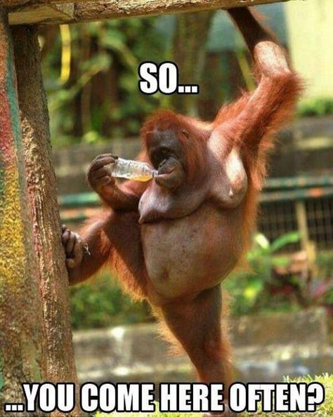 Heeeey Sexy Lady.... #Orangatang style Saturday Memes, Humor Animal, Animal Captions, Cesar Millan, E Mc2, Monkeys Funny, Funny Animal Memes, E Card, Funny Animal Pictures