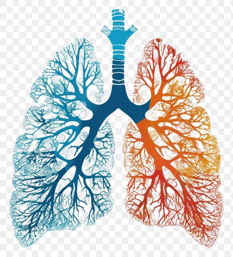 Lungs Art Anatomy, Drawing Lungs, Tree Lungs, Lung Art, Anatomy Lungs, Brain Png, Lungs Art, Lung Anatomy, Medical Pictures