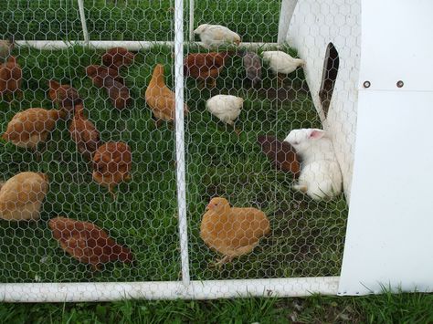 Raising Chickens and Rabbits together. Co housing. Raising Rabbits For Meat, Raising Turkeys, Homesteading Animals, Micro Farm, Somebunny Loves You, Meat Rabbits, Raising Rabbits, Co Housing, Keeping Chickens