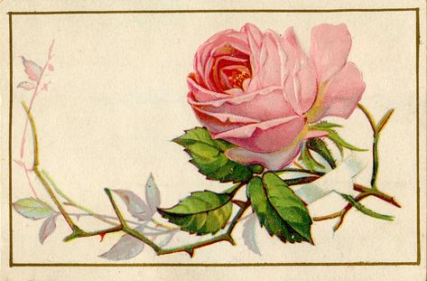 Antique Roses | Vintage Image - Old Pink Rose with Thorns - The Graphics Fairy Rose With Thorns, Stem Illustration, Image Rose, Thorny Rose, Rose Pink Wallpaper, Rose Thorns, The Graphics Fairy, Rose Illustration, Old Pink