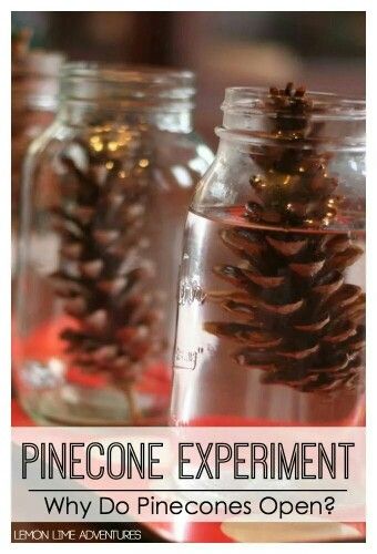 Pine cones Christmas Science Activities, Fall Science, Science Experiment For Kids, Homeschool Fun, Experiment For Kids, Preschool Fall, Mad Scientists, Nature Studies, Christmas Science