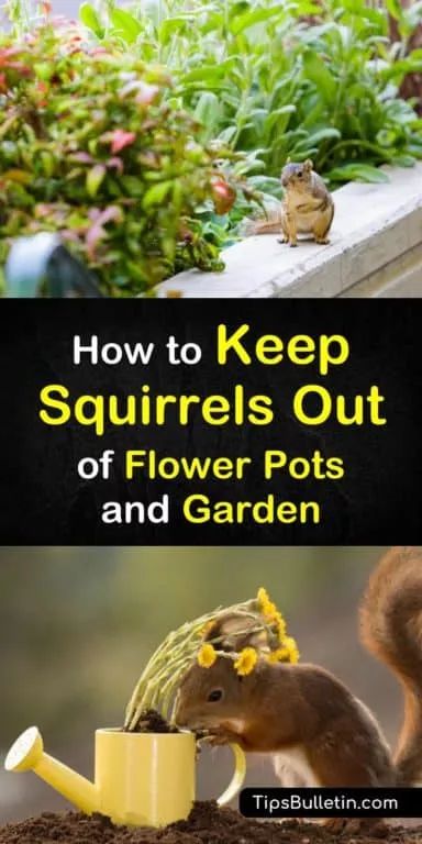 Squirrel Repellant, Get Rid Of Squirrels, Garden Pest Control, Better Homes And Garden, Garden Pests, Garden Care, Squirrels, Pest Control, Garden And Yard