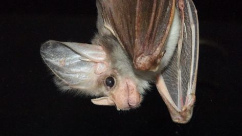 https://blog.nature.org/science/2018/10/15/ghost-bat-meet-australias-false-vampire/?src=e.nature.loc_b&lu=7245150&autologin=true&ds=y&sus=n&md=n Types Of Bats, Bumblebee Bat, Australian Mammals, Butterfly Exhibit, Butterfly Halloween, Bat Species, Ghost Bat, Cute Bat, Vampire Bat