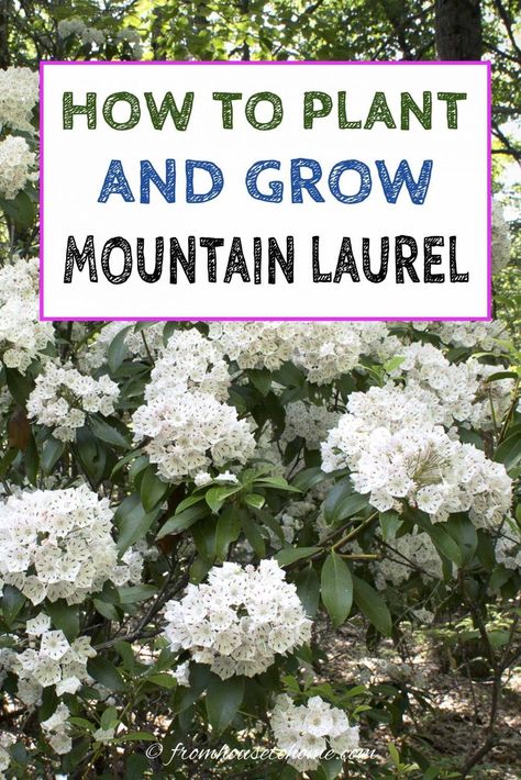 How To Grow Shade Loving Mountain Laurel | I love this shade loving shrub that is evergreen and has beautiful flowers. Find out all the details on how to grow Mountain Laurel (Kalmia latifolia) in your backyard garden. #fromhousetohome #gardeningtips #shadeplants #gardenideas #mountainlaurel #plants Public Garden Design, Laurel Shrub, Laurel Hedge, Shade Loving Shrubs, Kalmia Latifolia, Plants Under Trees, Evergreen Bush, Shade Shrubs, Acid Loving Plants