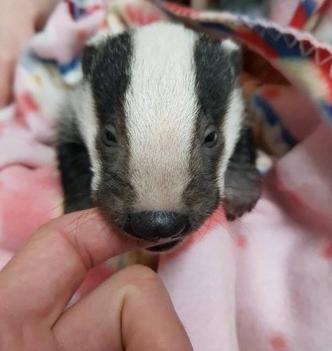 Baby badger Baby Badger, Cute Animal Memes, Puppies And Kitties, Chameleons, Silly Dogs, Silly Animals, Autumn 2024, Lil Baby, Fluffy Animals