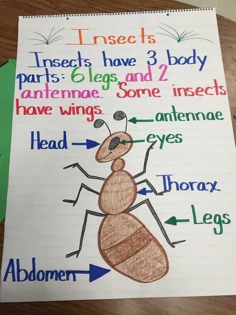 Insect anchor chart for teaching the parts of an insect. Parts Of An Insect, Insects Kindergarten, Bug Activities, Insects Preschool, Bugs Preschool, Insect Activities, Insect Crafts, Insects Theme, Creative Curriculum