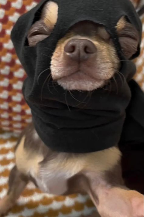 Robber Mask, Chihuahua Funny, Silly Dogs, Ski Mask, Inside Jokes, Photo Dump, First Day, Pug, Chihuahua