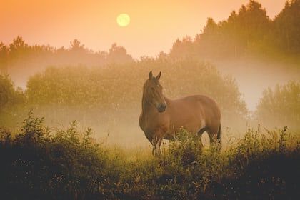 Cute Wallpapers Lock Screen, Wallpapers Horse, Horse Wallpapers, Enchanted Wood, Horse Wallpaper, Horse Aesthetic, Cute Horses, Minimalist Wallpaper, Horse Photography