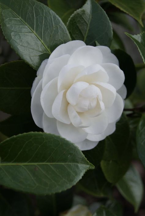 White Camellia, Ranunculus Flowers, Camellia Japonica, Camellia Flower, Moon Garden, The Secret Garden, Modern Outdoor Furniture, White Gardens, Flower Images