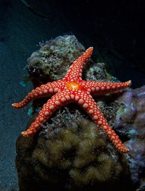 🌴TROPICAL DREAMS on Pinterest… #tropicaldreamsonpinterest #tropicaldreamsoninstagram #aquadream #bluewater #aquadreams #starfish Stella Marina, Life Aquatic, Beautiful Sea Creatures, Water Animals, Aquatic Animals, Sea Star, Beautiful Ocean, Marine Animals, Ocean Creatures