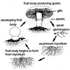 Mushroom Supplements, Natural Resource Management, Mushroom Varieties, Bubble Drawing, Mushroom Spores, Mushroom Kits, Mushroom Growing, Lions Mane, Conceptual Drawing