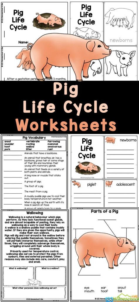 Do you live on a farm or have you been to visit one?  Pigs are such fascinating creatures and are extremely useful to humans. Learn about pig life cycle, then you will love these fun and free pig worksheets. Simply print these pig printables to read and learn about life cycles for kids with first grade, 2nd grade, 3rd grade, 4th grade, 5th grade, and 6th grade students. Use these for a farm theme, life cycles theme, extra seat work, summer learning, and more! Animal Life Cycles 2nd Grade, Pig Science Preschool, Farm Curriculum, Animals On A Farm, Worksheets For Elementary Students, Fish Life Cycle, Plant Life Cycle Worksheet, Farm Week, Worksheets For Elementary