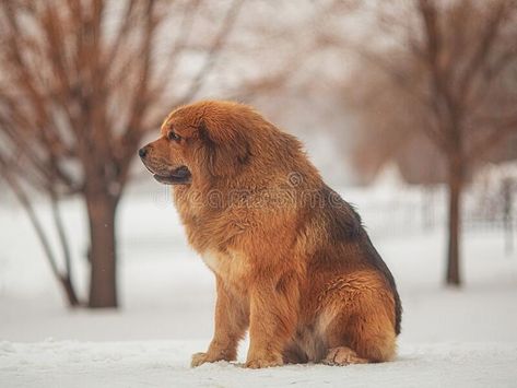 Mastiff Breeds, Park River, Tibetan Mastiff, White Snow, Brown Dog, Red Brown, Free Stock Photos, The White, Golden Retriever